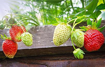 育碧官宣：《疯狂兔子：奇遇派对》6月30日全球发行